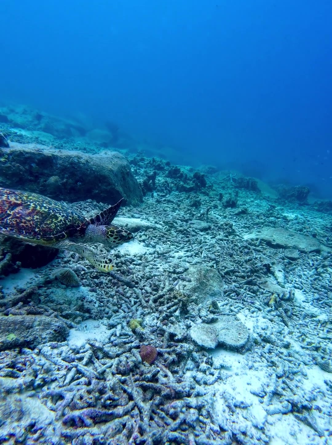 A turtle on the reef.